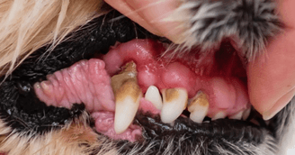 banner image for: New Technology Provides Hope for Millions of Dogs and Cats Ravaged with Gum Disease